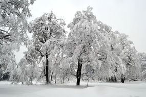 white snowy trees, winter landscape