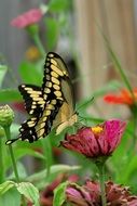 swallowtail butterfly on burgundy wild flower