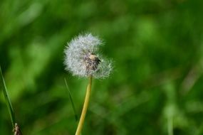 closeup picture of gentle dandelion seeds plant