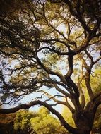 branches of big tree at sky