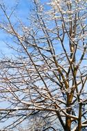 tree in the snow close up