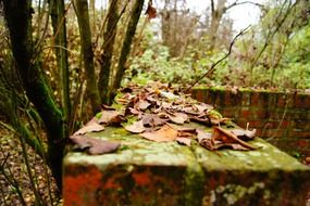 autumn foliage on an abandoned brick wall in the forest