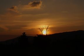 Sunset through the wood