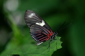 elegant butterfly on the green leaf close-up on blurred background