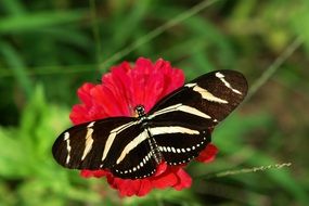 zebra longwing butterfly on a flower in Florida