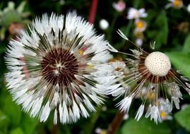 dandelion is a representative of flora