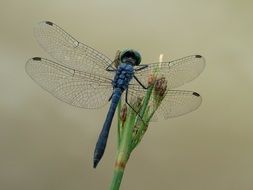 dragonfly on plant
