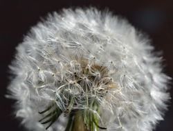 dandelion bud of after blooming closeup