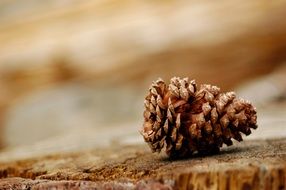pine cone on the stump