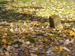 autumn leaves on grass