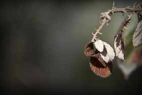 macro photo of autumn leaves on a branch