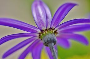 cineraria or aster