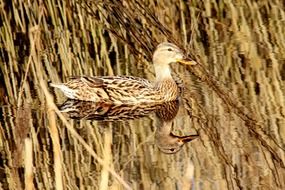 mirror image of a spotted duck in the water