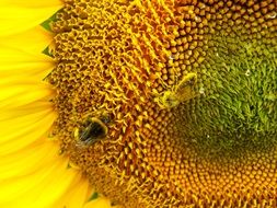 Bee pollinates a flower of a sunflower