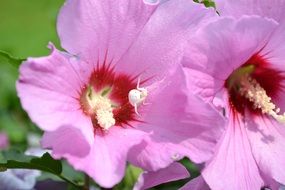 white spider in a purple flower