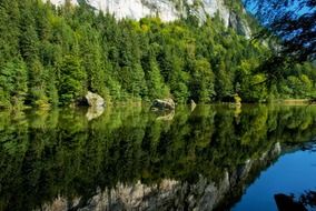 green trees in the forest near the lake