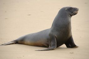 sea lion peaceful beach portrait