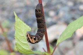 brown black thick caterpillar close-up