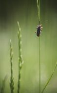 insect on a green grass on a blurred background