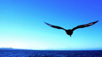 flying seagulls over blue water