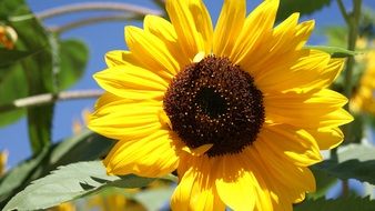 Beautiful yellow sun flower in summer