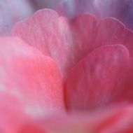 delicate rose petals close-up