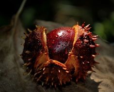 Autumn chestnut on tree