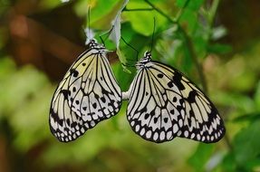 Two black-white butterflies in wild