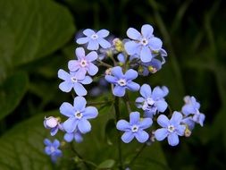 Beautiful violet and blue forget me not little flowers