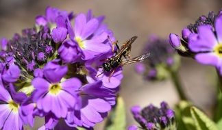 purple primrose flowers