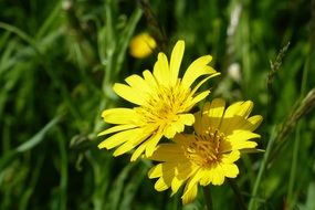 two yellow meadow flowers on a blurred background