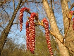 Canadian Poplar Seeds