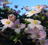 pink clematis is an ornamental plant