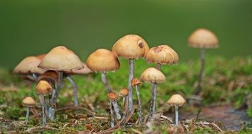 lot of mushrooms close-up