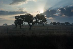 Trees among the field in the rays of dawn