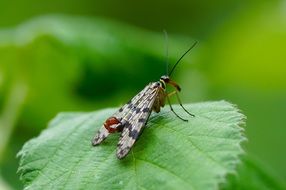 wing sting macro foto