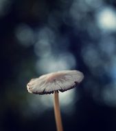 autumn mushroom close up