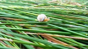 Close-up of the colorful, light snail on a green stem of grass