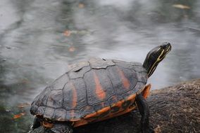 picture of the turtle in the wildlife