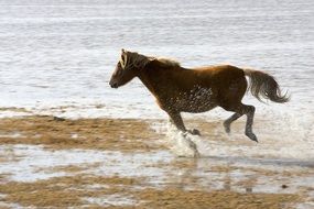 running wild horse