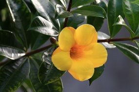 yellow flower petal macro