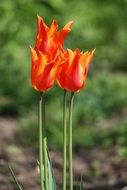 four tulips in the garden