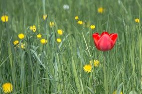 dizzy tulip blossom