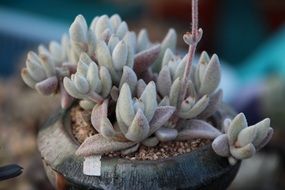 Photo of the white fleshy plant