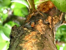 spider with long legs on a tree trunk