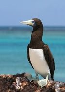 brown booby tern bird in the wildlife