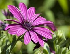 flower macro nature