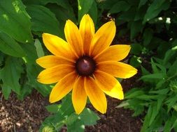 bright yellow rudbeckia hirta