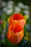 orange tulip in nature