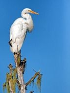 giant white egret is sitting on top of a tree